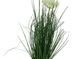 Grasgreisenhaupt x 3, 12x58 cm