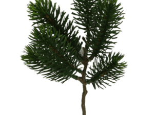 Tannenpick x6, 25cm