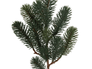 Zweig Blaufichte 44cm