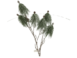 Bergkiefer 70cm